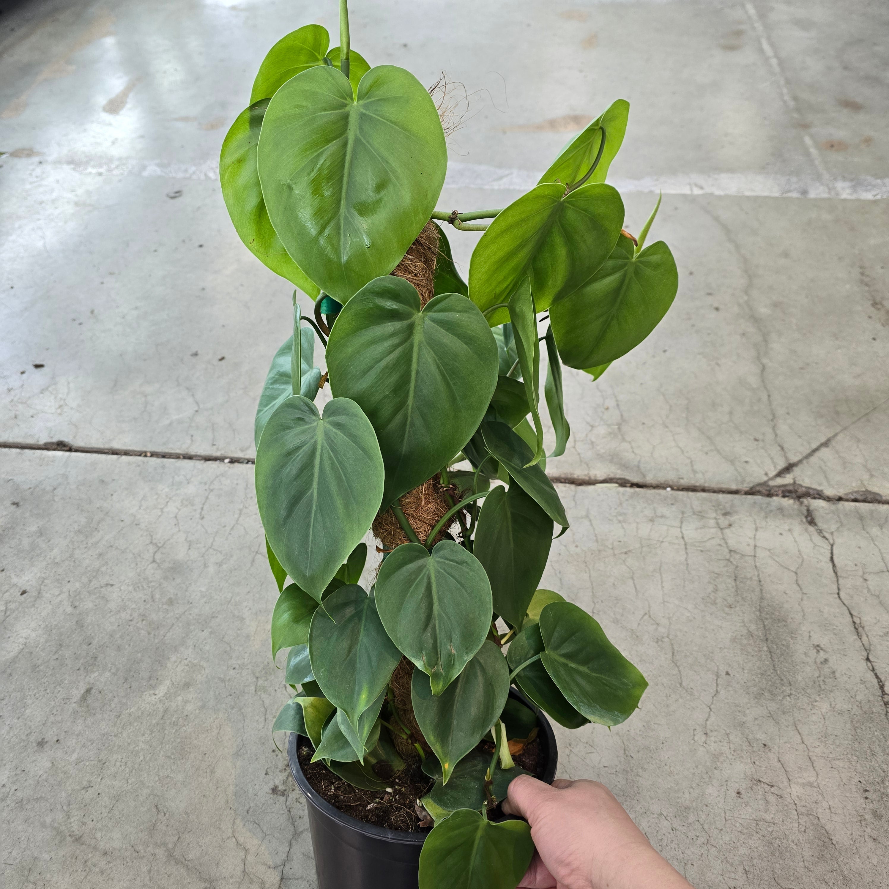 Philodendron hederaceum cordatum - 8