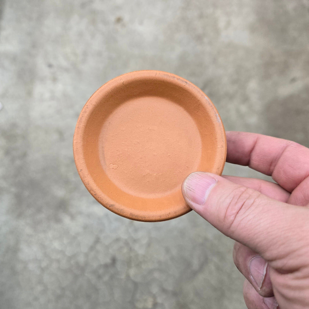 Deroma terra cotta saucer - 2"