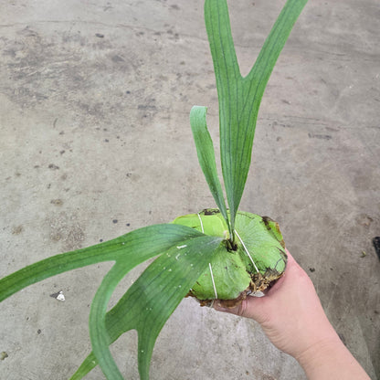 Platycerium veitchii green - 2"
