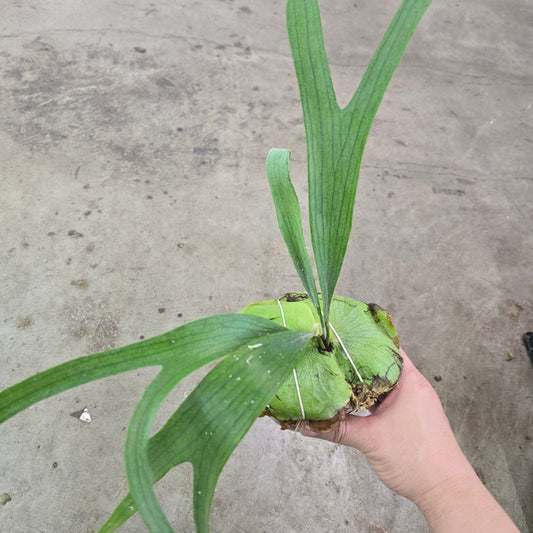 Platycerium veitchii green