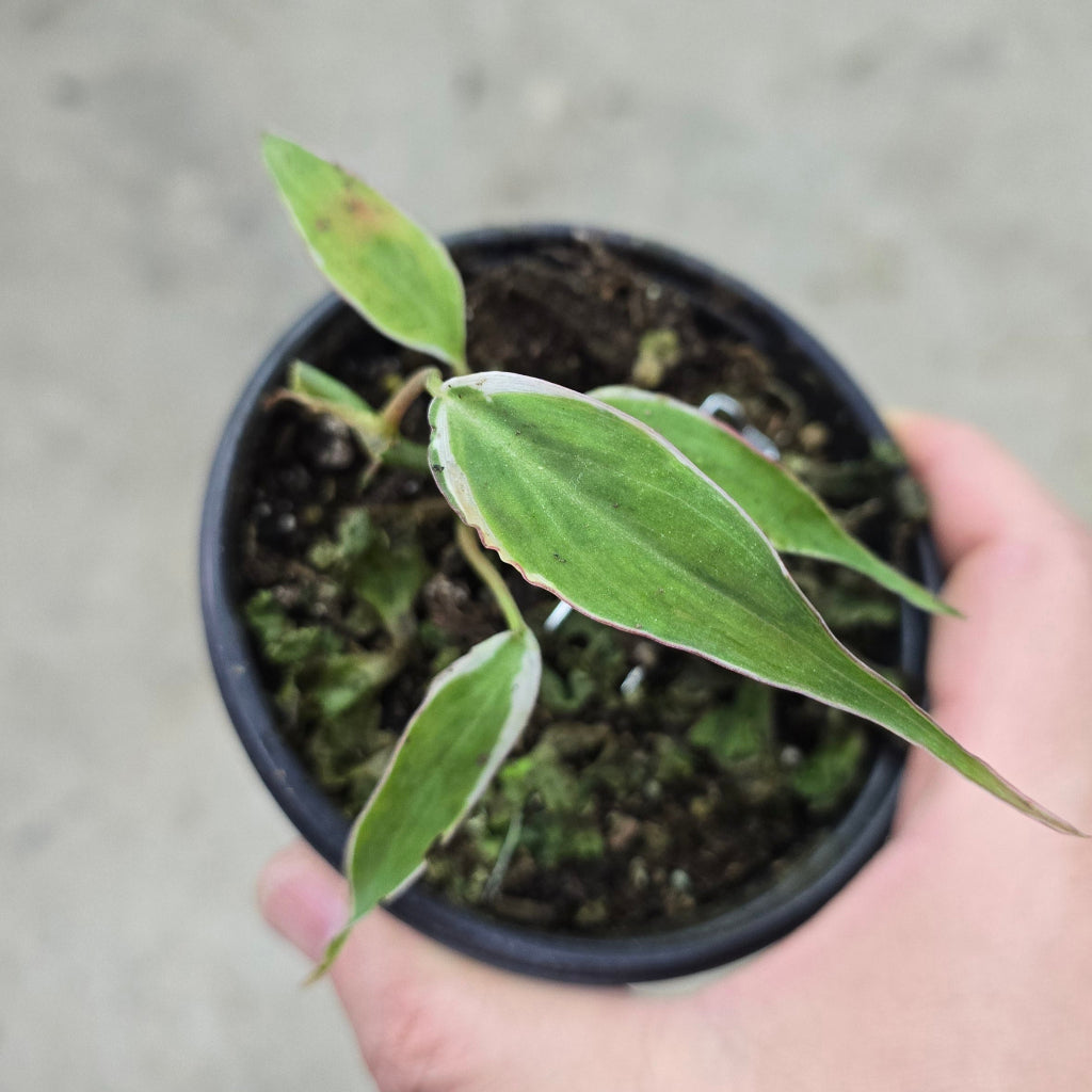 Philodendron micans 'halo' 4