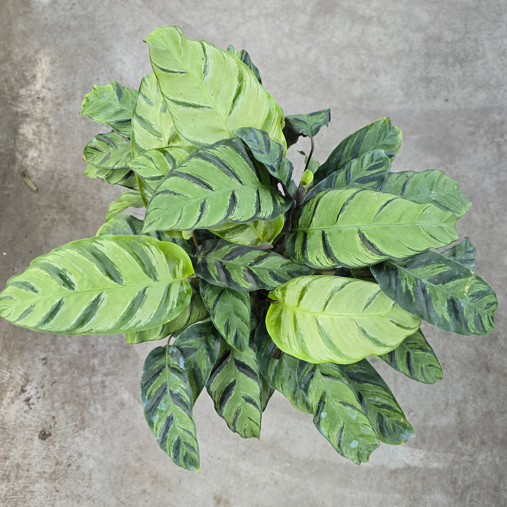 Calathea 'Green Star' - 8