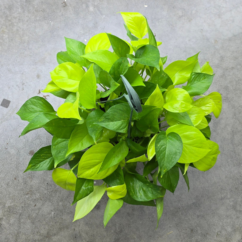 Epipremnum aureum 'Neon' - 8