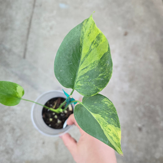 Monstera deliciosa 'Aurea' - 2" (TC)