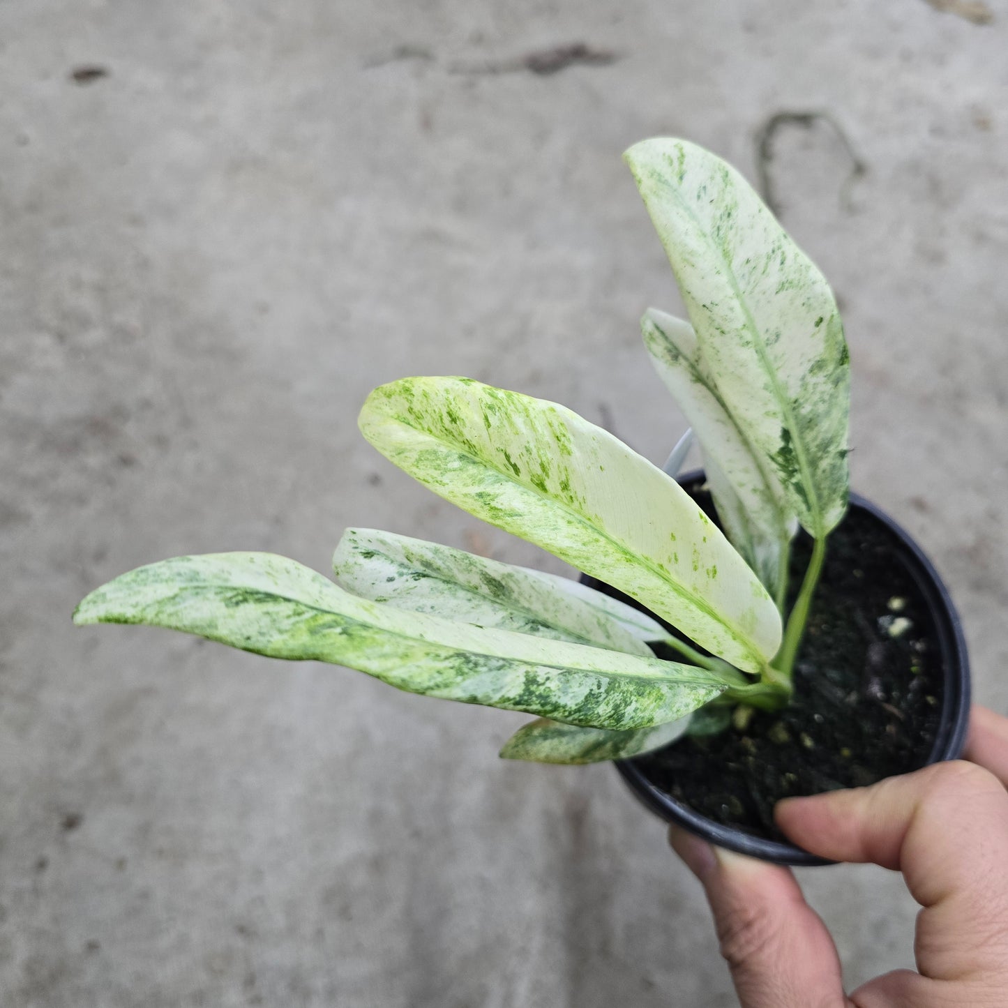 Epipremnum giganteum  'Variegated' - 4"