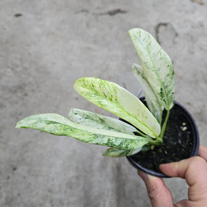 Epipremnum giganteum  'Variegated' - 4"