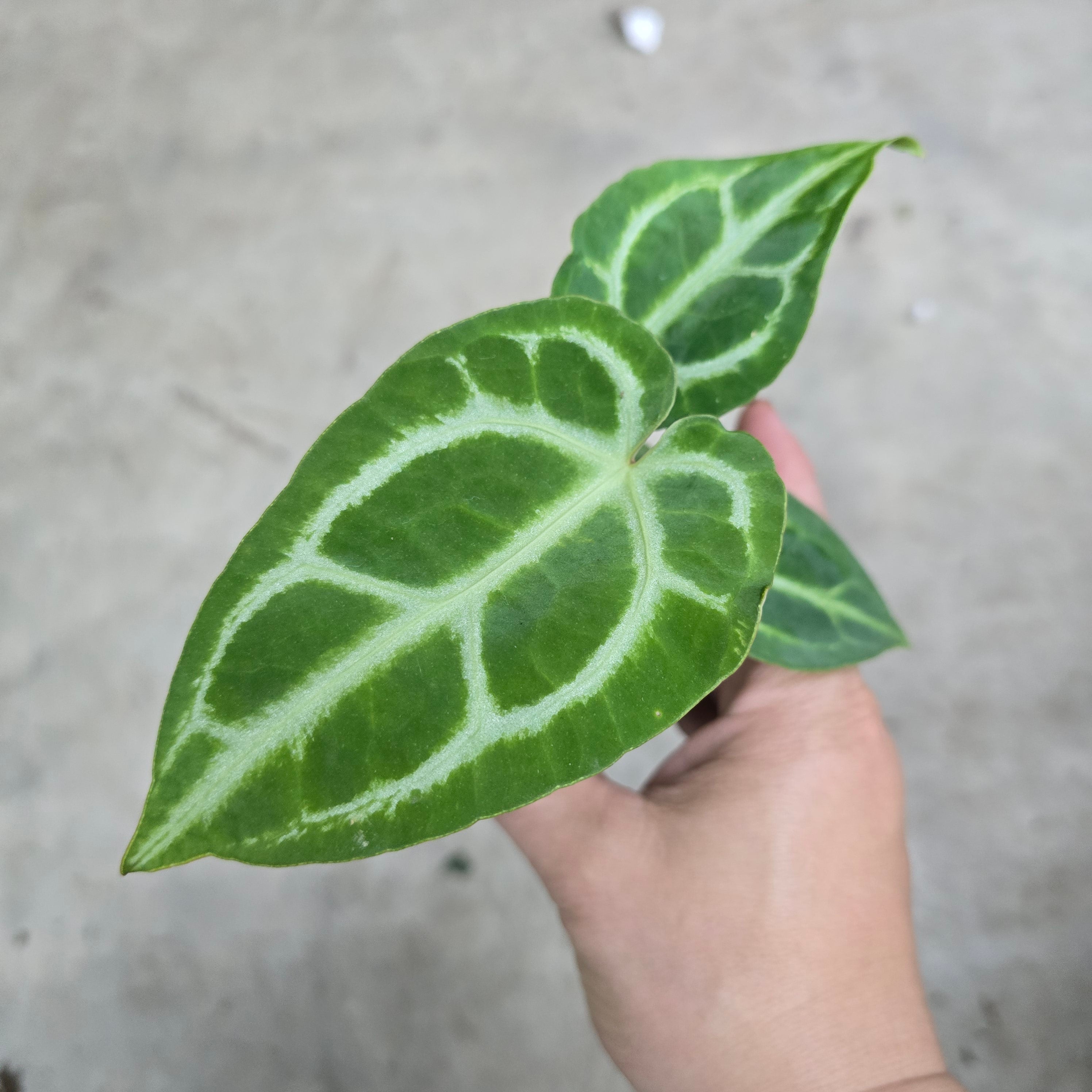 Anthurium magnificum x crystallinum' Crystal Hope' - 2