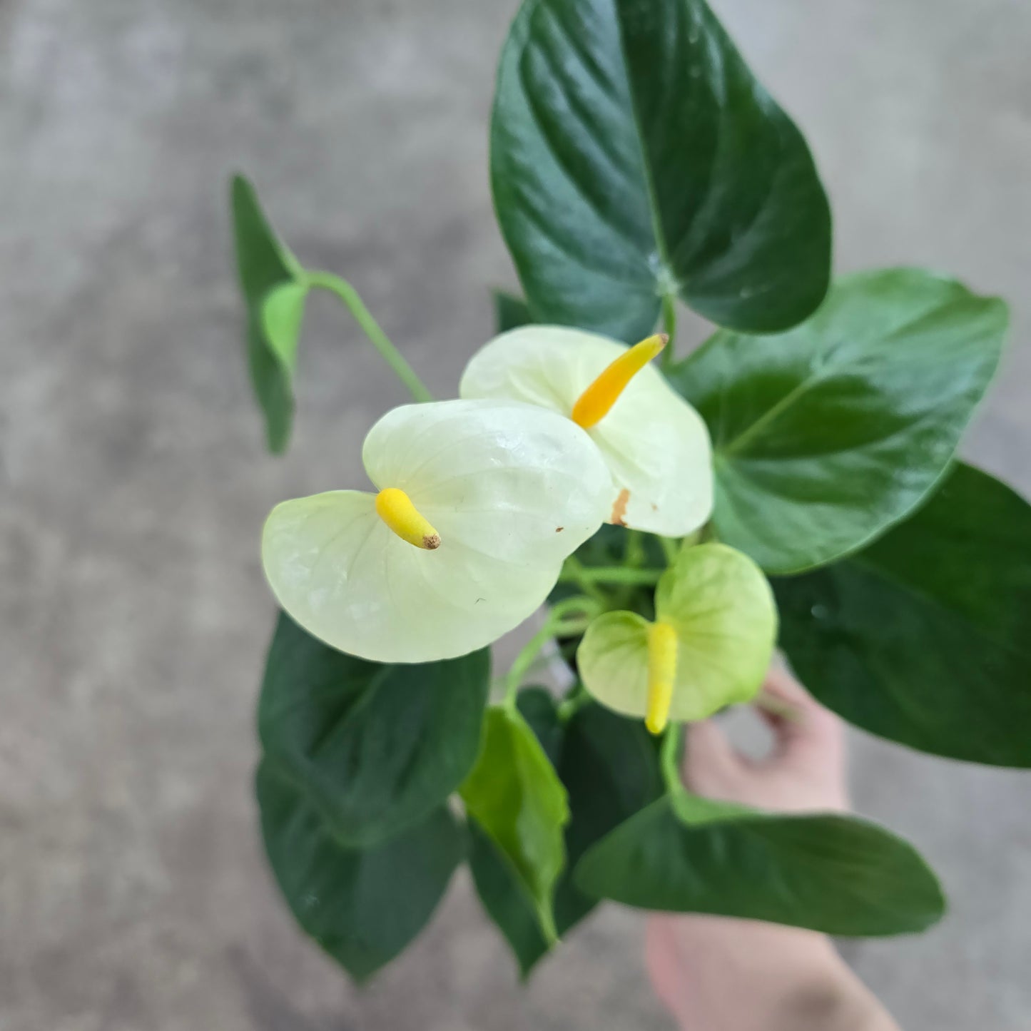 Anthurium andreanum - white - 4"