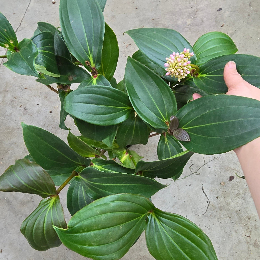 Medinilla myriantha - 4"