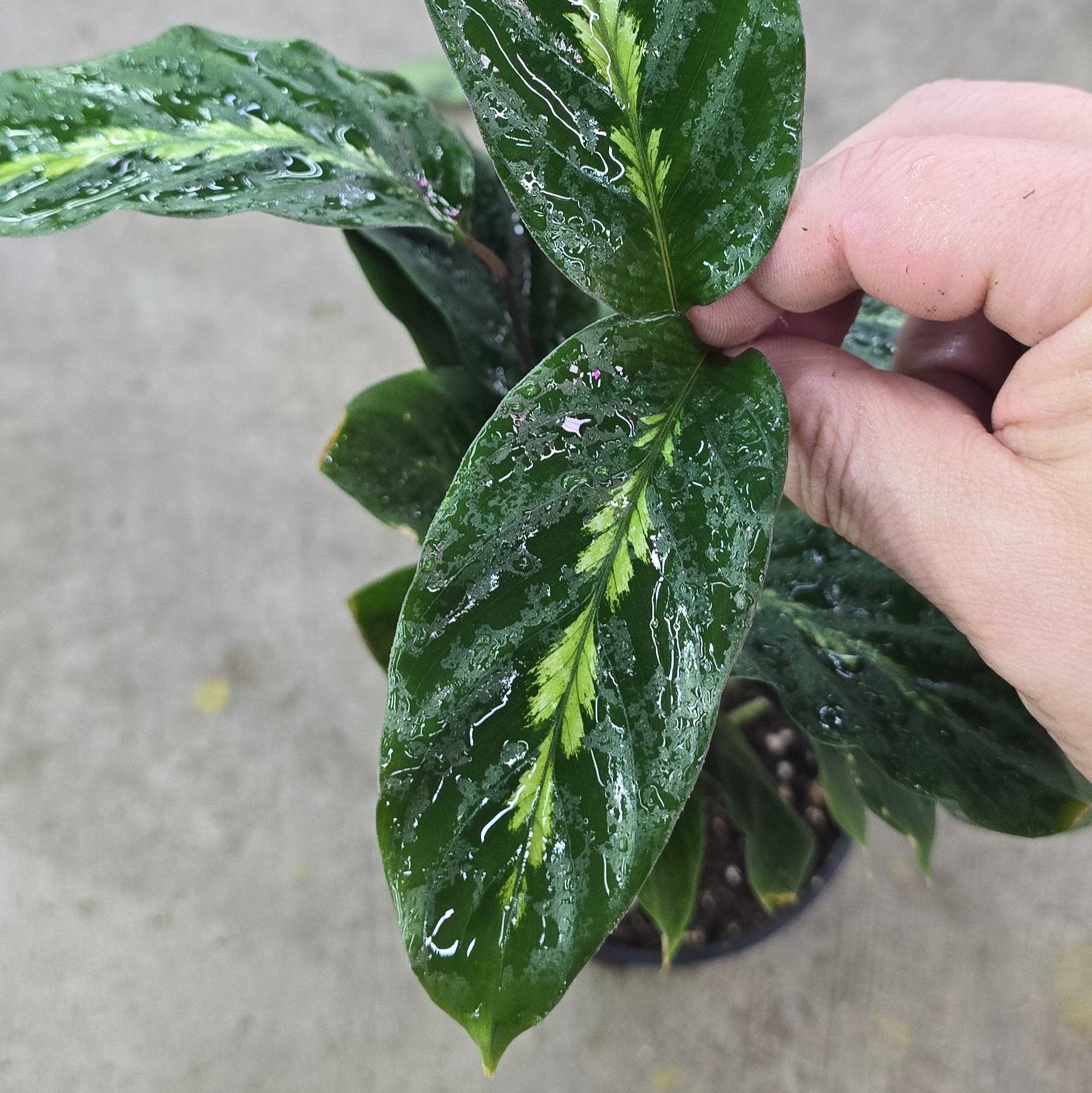 Calathea 'Maui Queen' - 4