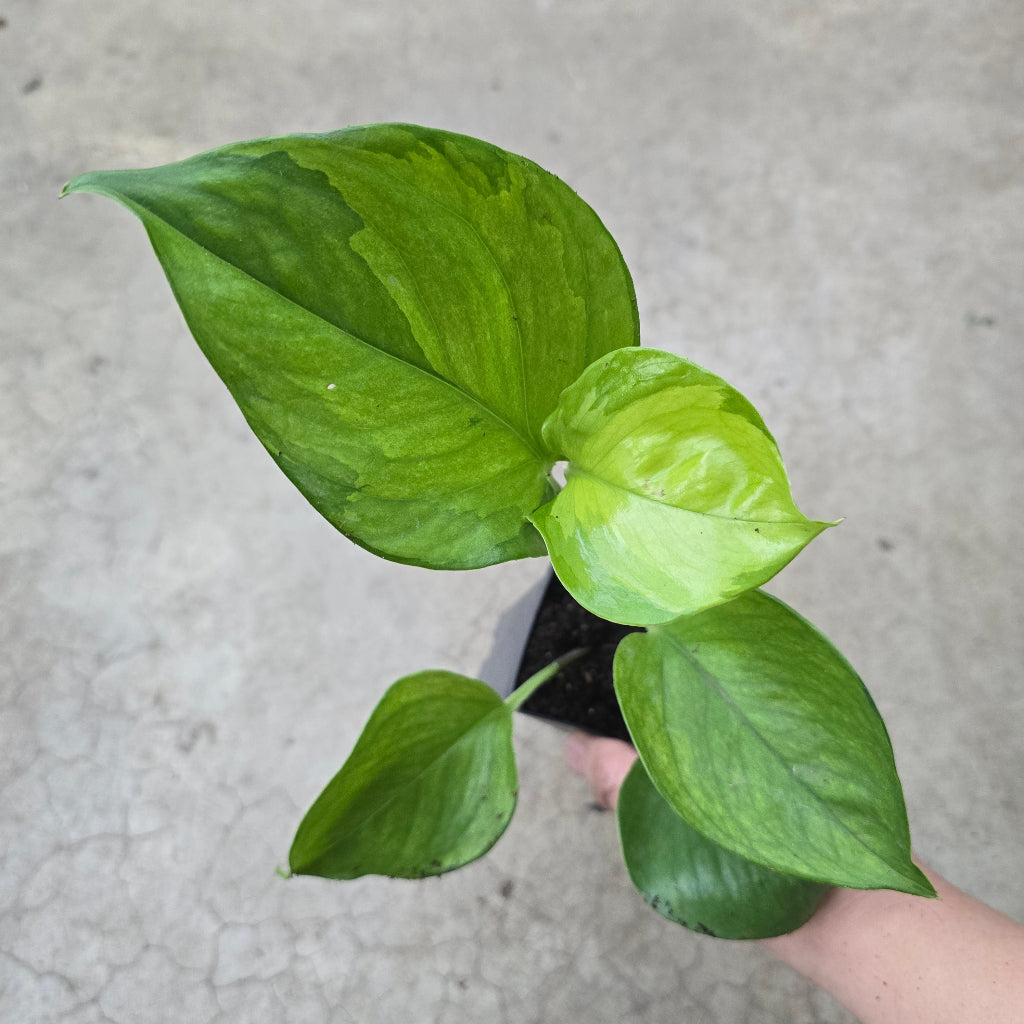 Epipremnum aureum 'Lemon Top' - 2.5"
