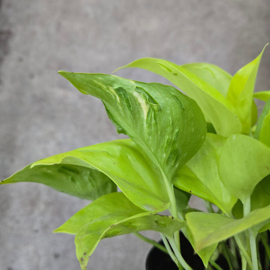 Epipremnum 'Champs- Elysees' 6"