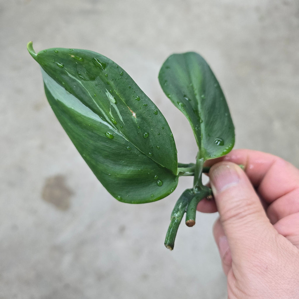 Scindapsus blue albo -  nodes (LV)