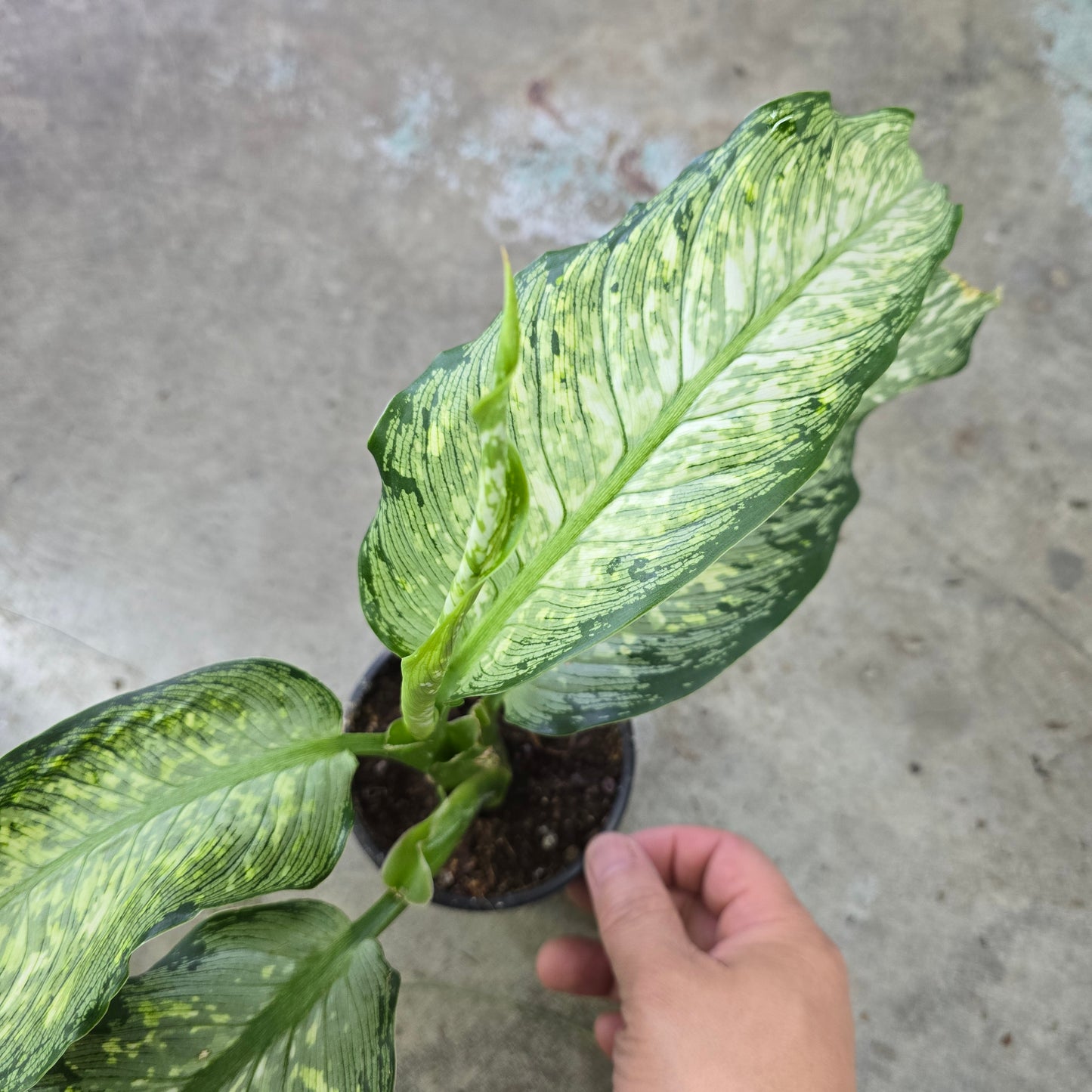 Dieffenbachia 'Tiki' - 4"