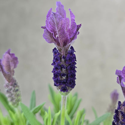 Spanish lavender - 5.5"