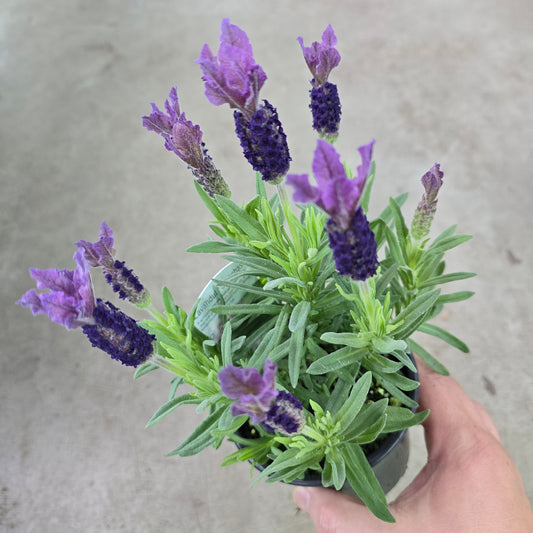 Spanish lavender - 4"