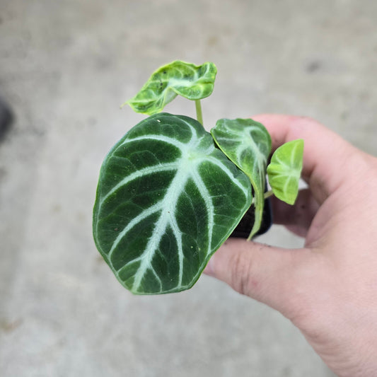 Alocasia 'Ninja' -2"