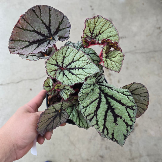 Begonia Rex Assorted - 6"