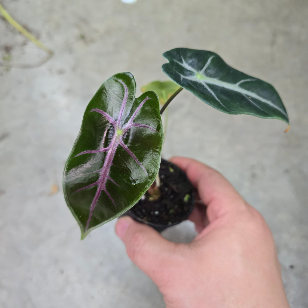 Alocasia longiloba 'Suhirmaniana' purple vein - 2"