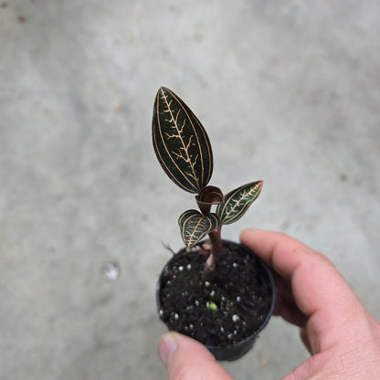 Ludisia discolor jewelyana - 2"