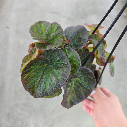 Begonia 'Manaus' -  4" HB