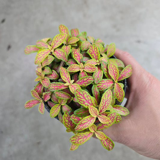Fittonia albivenis 'Skeleton' - 4"