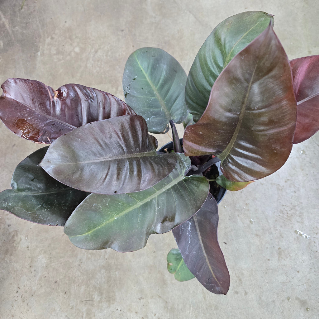Philodendron 'Black Cardinal' - 6"