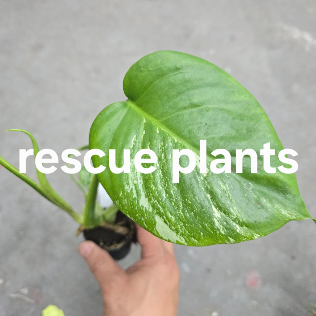 Monstera borsigiana albo - 2" (rescue)