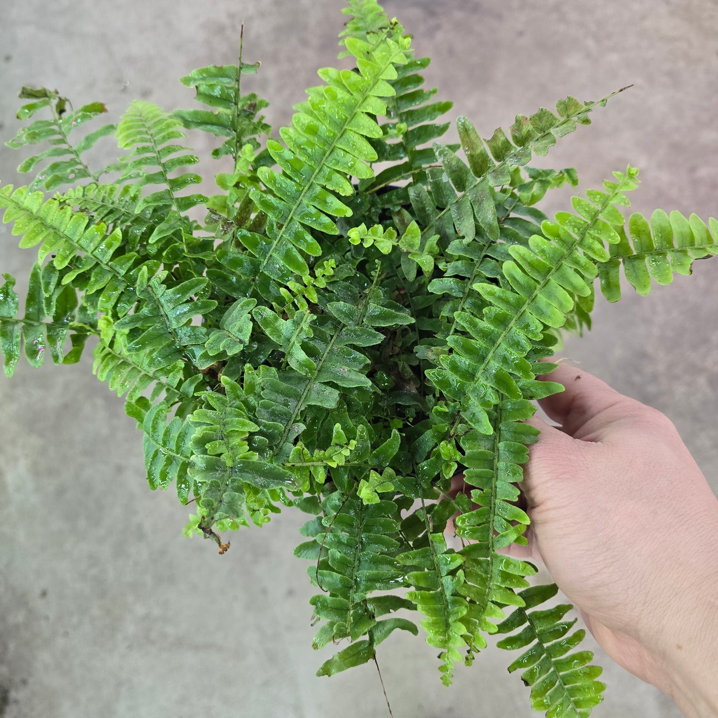 Boston Fern - 6"