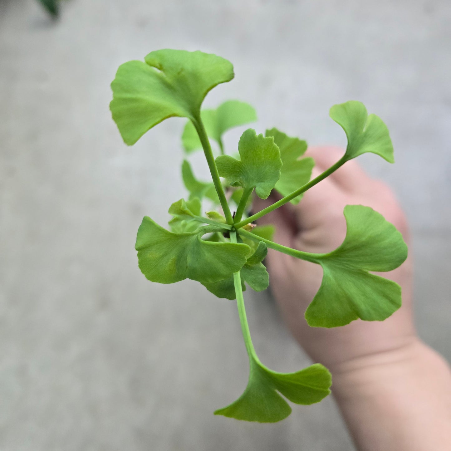 Ginkgo biloba - 4"
