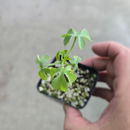 Adenia glauca - 3"