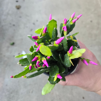 Schlumbergera gaertneri - 4"