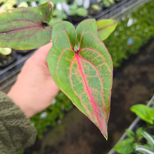 Cyrtosperma johnstonii - 2"