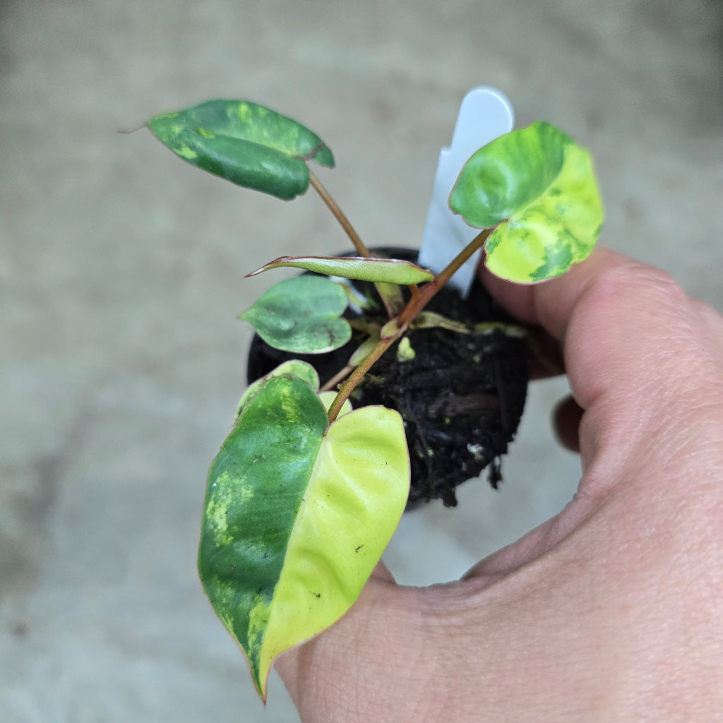 Philodendron billietiae  'Variegata' - 2"