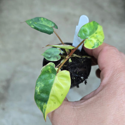 Philodendron billietiae  'Variegata' - 2"