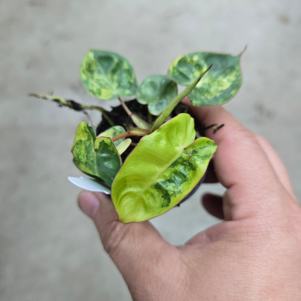 Philodendron billietiae  'Variegata' - 2"