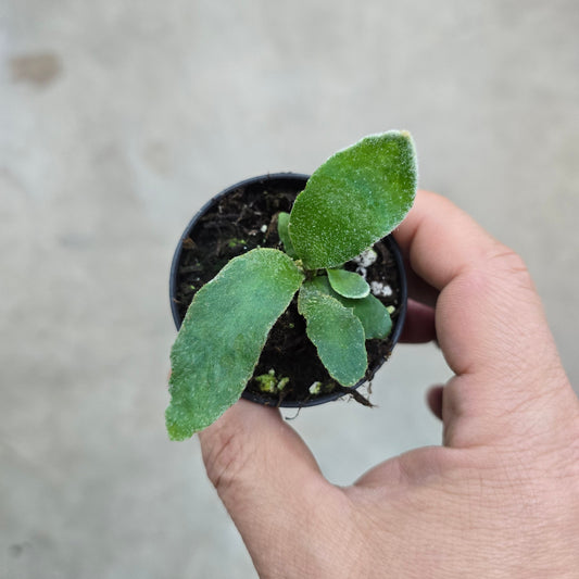 Platycerium veitchii green - 2"
