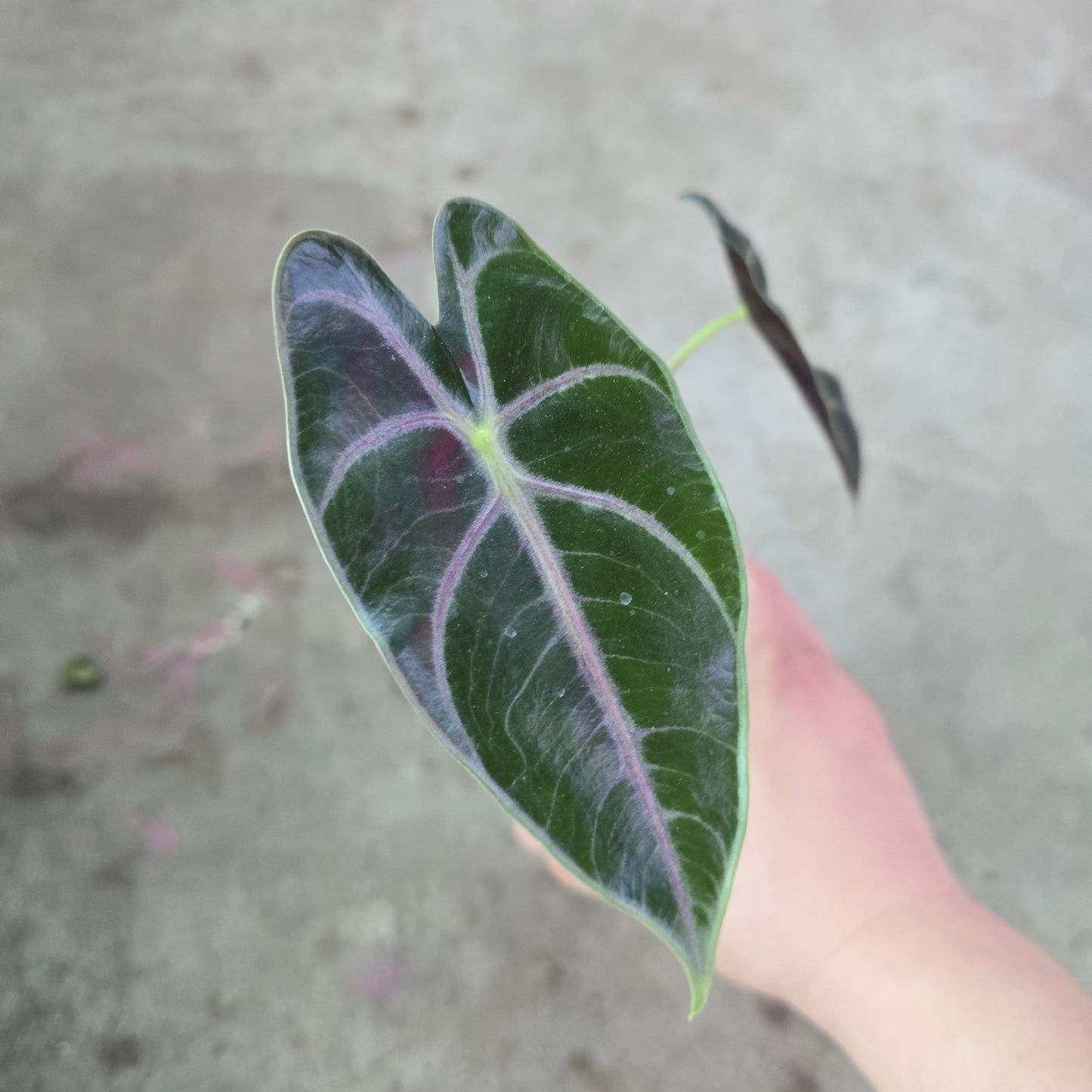 Alocasia longiloba 'Suhirmaniana' purple vein - 4"