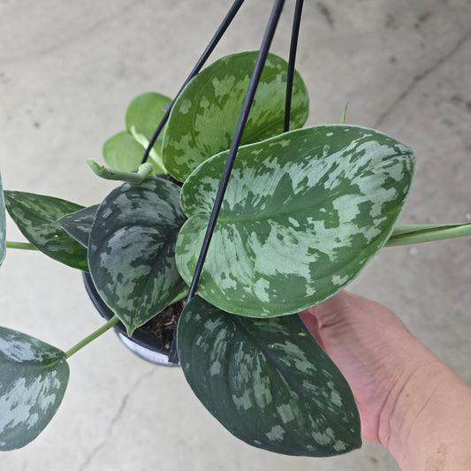Scindapasus stabilo - 6" HB