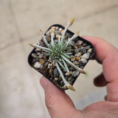 Avonia quinaria ssp. alstonii -2"