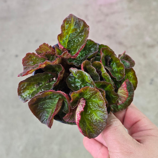 Begonia 'Manaus' -  4"