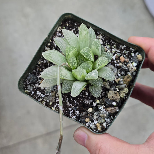 Haworthia cooperi 'Silver Swirl' - 4"
