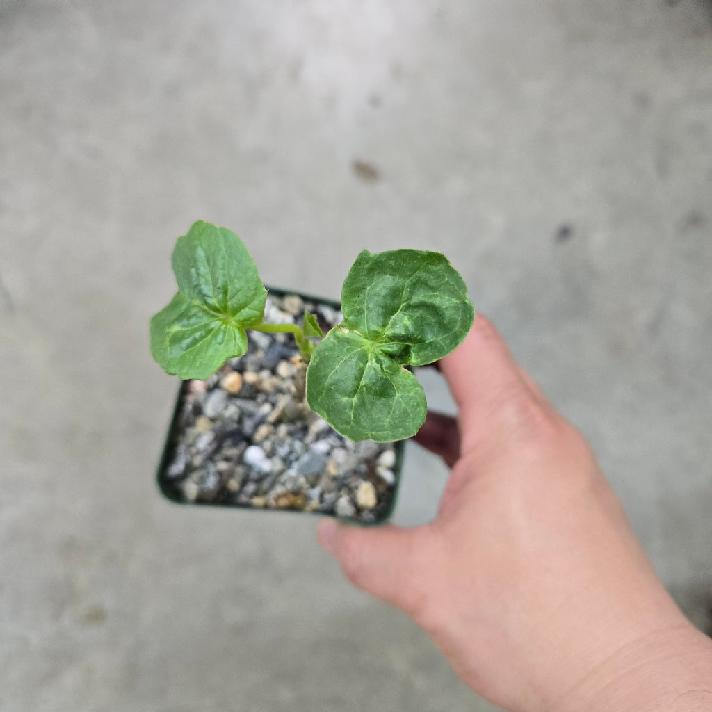 Adenia volkensii - 4"