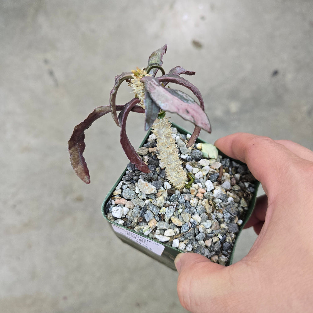 OUR PECULIAR AND RARE PLANTS