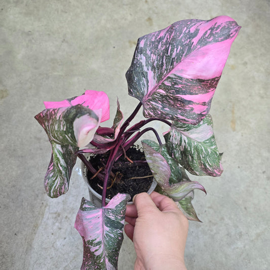 Philodendron 'Pink Princess Marble' - 6"