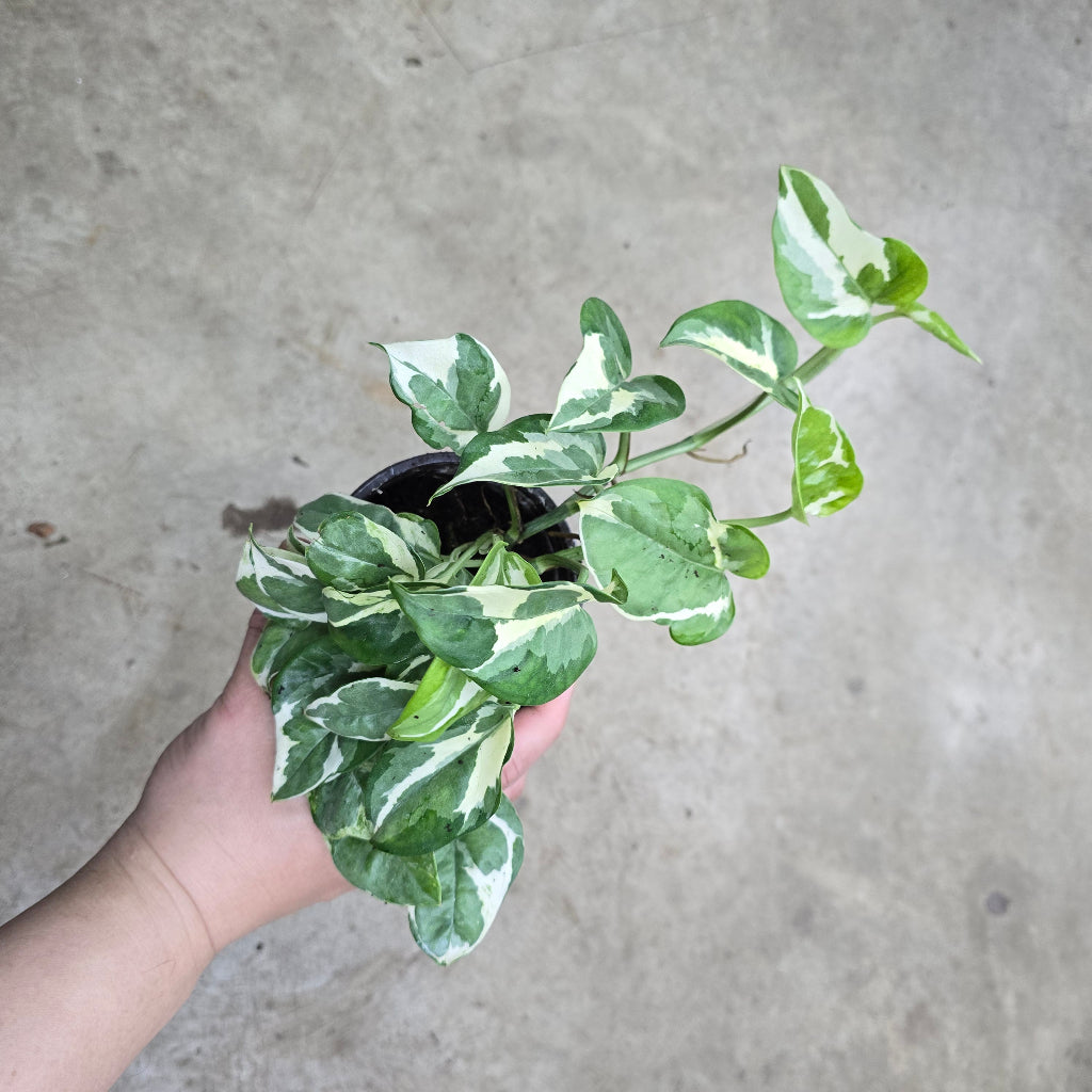 Epipremnum 'Pearls and Jade' - 4.5"