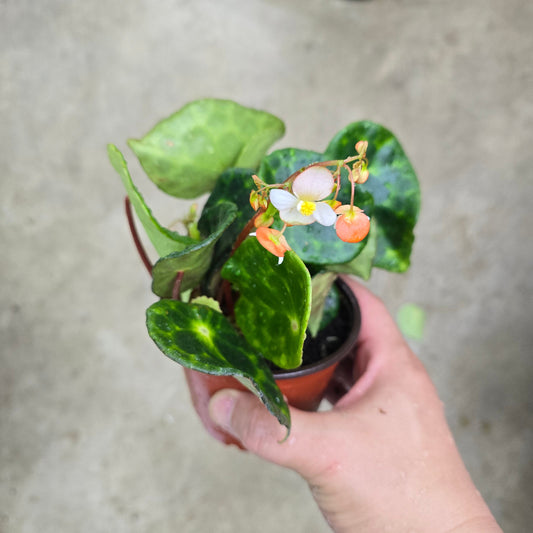 Begonia Kingiana - 4"