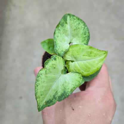 Syngonium assorted - 2"