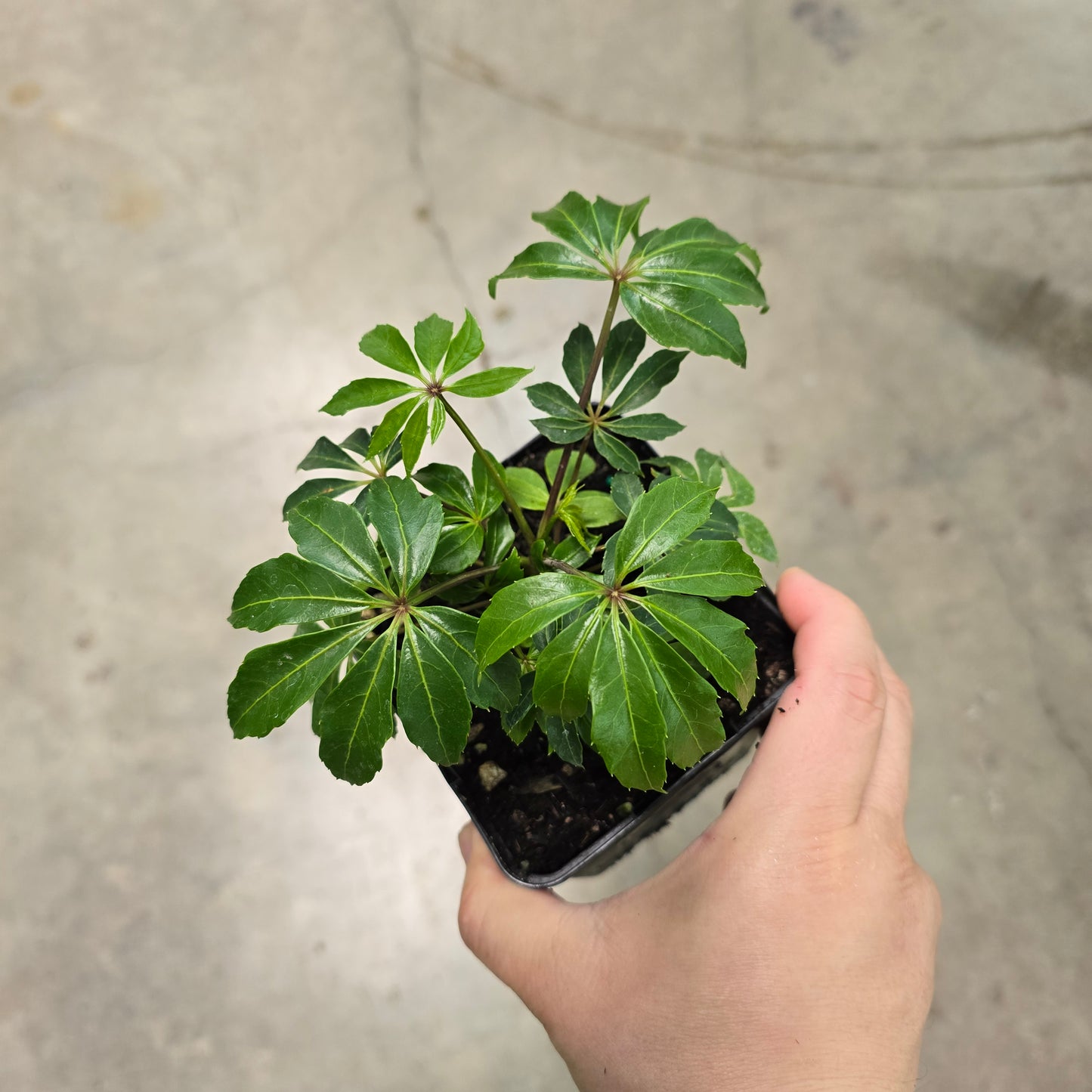 Schefflera taiwaniana - 4.5"
