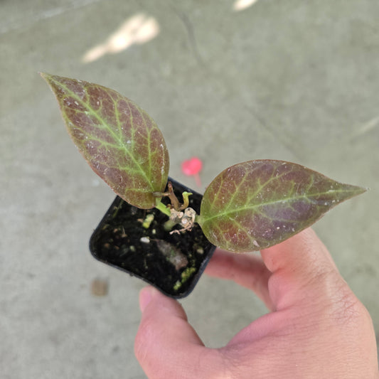 Hoya 'Sunrise' - 2"
